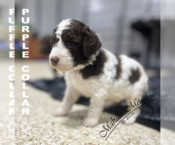 Medium Photo #1 Poodle (Standard) Puppy For Sale in SUFFOLK, VA, USA