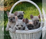 Small #1 French Bulldog