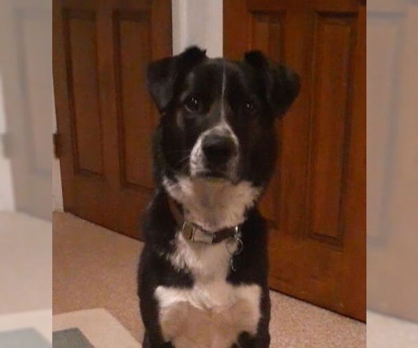 Medium Photo #4 Border Collie-Unknown Mix Puppy For Sale in Highland, IL, USA