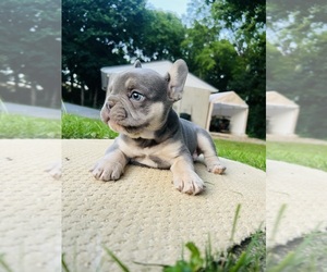 French Bulldog Puppy for Sale in HONEY BROOK, Pennsylvania USA