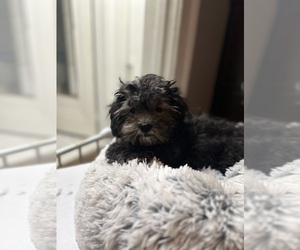ShihPoo Litter for sale in DETROIT, MI, USA
