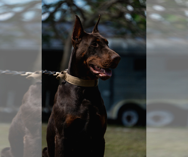 Medium Photo #19 Doberman Pinscher Puppy For Sale in FORT LAUDERDALE, FL, USA