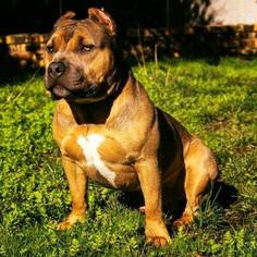 Father of the American Bully puppies born on 02/27/2017