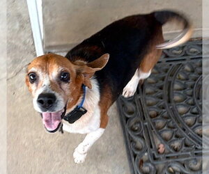 Matty - Male Beagle Dog for Adoption - Photo #10