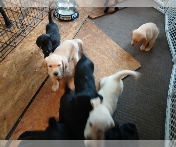Medium Photo #7 Goldador Doodle Puppy For Sale in GIBSONVILLE, NC, USA