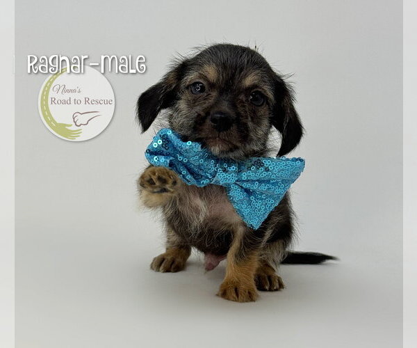 Medium Photo #1 Dachshund-Unknown Mix Puppy For Sale in Benton, LA, USA