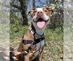 Small #4 American Pit Bull Terrier Mix