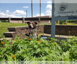 Small #16 Mountain Cur Mix