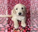 Small Photo #17 Goldendoodle Puppy For Sale in CITRUS HEIGHTS, CA, USA