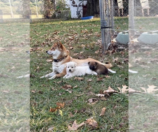 Medium Photo #1 Shiba Inu Puppy For Sale in MOUNT PLEASANT, IA, USA
