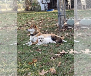 Mother of the Shiba Inu puppies born on 09/13/2025