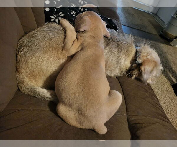 Medium Photo #3 Mutt Puppy For Sale in NEWPORT NH, NH, USA