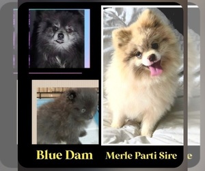Mother of the Pomeranian puppies born on 02/22/2026