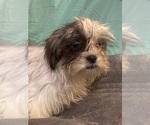 Small Photo #4 Shih Tzu Puppy For Sale in BROOKLET, GA, USA