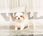 Small Photo #5 Maltipoo Puppy For Sale in WARSAW, IN, USA