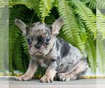 Small #1 French Bulldog
