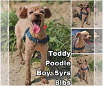 Small Poodle (Toy)