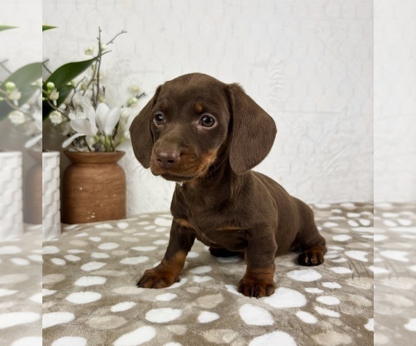 Medium Photo #4 Dachshund Puppy For Sale in INDIANAPOLIS, IN, USA