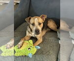 Small #21 American Staffordshire Terrier Mix