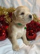 Small Photo #1 Golden Cocker Retriever Puppy For Sale in MORGANTOWN, IN, USA