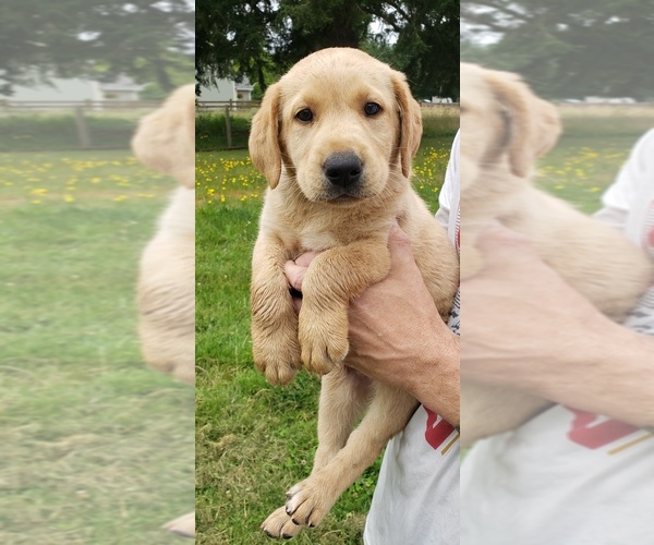 Medium Photo #21 Labrador Retriever Puppy For Sale in OLYMPIA, WA, USA