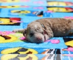 Small Photo #27 Aussiedoodle Puppy For Sale in UNION CITY, TN, USA