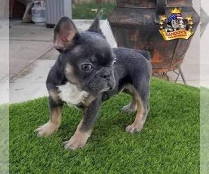 French Bulldog Puppy for sale in RIVERSIDE, CA, USA