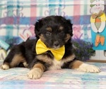 Small Photo #1 Border Collie-Unknown Mix Puppy For Sale in LANCASTER, PA, USA