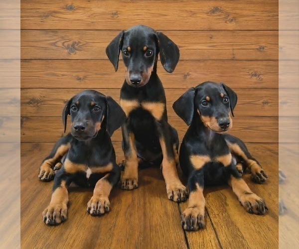 Medium Photo #4 Doberman Pinscher Puppy For Sale in KELLYTON, AL, USA