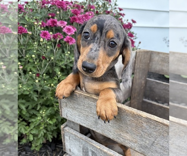 Medium Photo #4 Dachshund Puppy For Sale in MIDDLEBURY, IN, USA