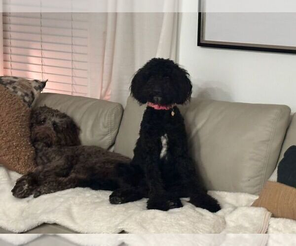 Medium Photo #1 Labradoodle Puppy For Sale in OSTEEN, FL, USA