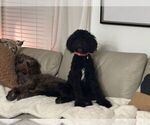 Small Photo #1 Labradoodle Puppy For Sale in OSTEEN, FL, USA