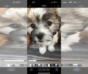 Havachon-Shih-Poo Mix Puppy for sale in DORCHESTER, MA, USA