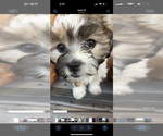 Small Havachon-Shih-Poo Mix