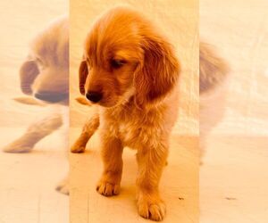 Golden Retriever Dog for Adoption in CHULA VISTA, California USA