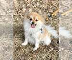 Small #2 Pomeranian