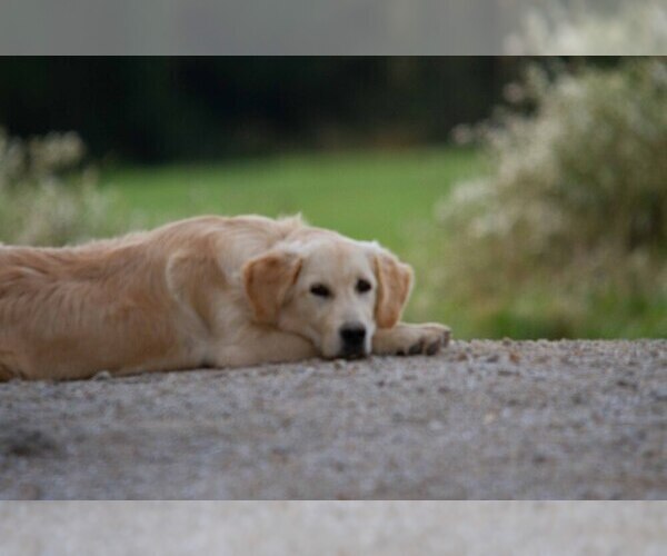 Medium Photo #1 Golden Retriever Puppy For Sale in MEMPHIS, MO, USA