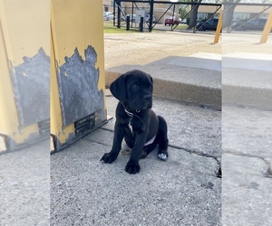 Cane Corso Puppy for sale in CHICAGO, IL, USA