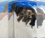 Small Photo #28 Dachshund Puppy For Sale in HONDO, TX, USA