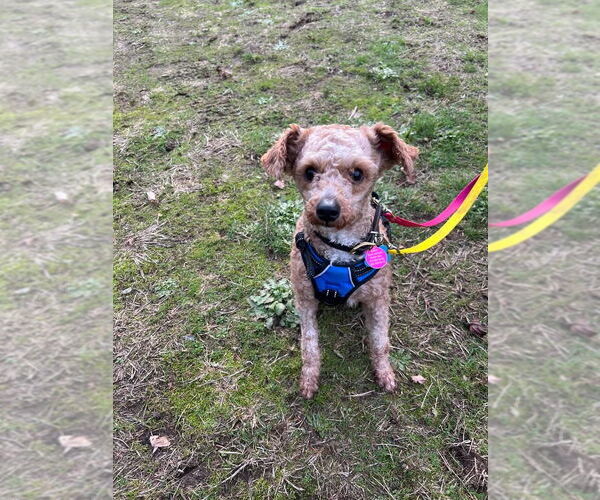 Medium Photo #5 Poodle (Miniature)-Unknown Mix Puppy For Sale in Bellevue, WA, USA