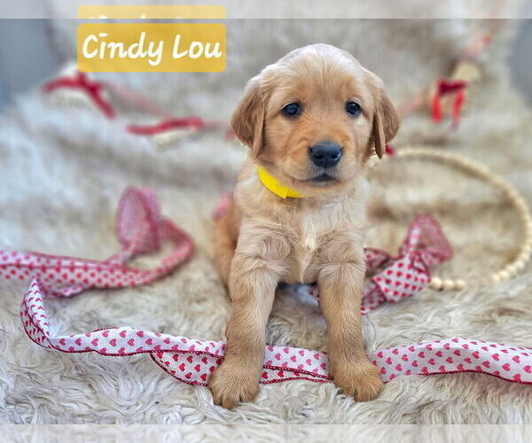 Medium Photo #22 Golden Retriever Puppy For Sale in WASECA, MN, USA