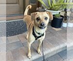 Small Photo #1 Chihuahua-Unknown Mix Puppy For Sale in Santa Clara, CA, USA