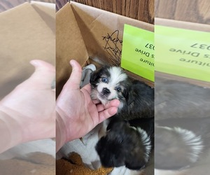 Shih Tzu-Yorkie-ton Mix Puppy for sale in INDIANAPOLIS, IN, USA
