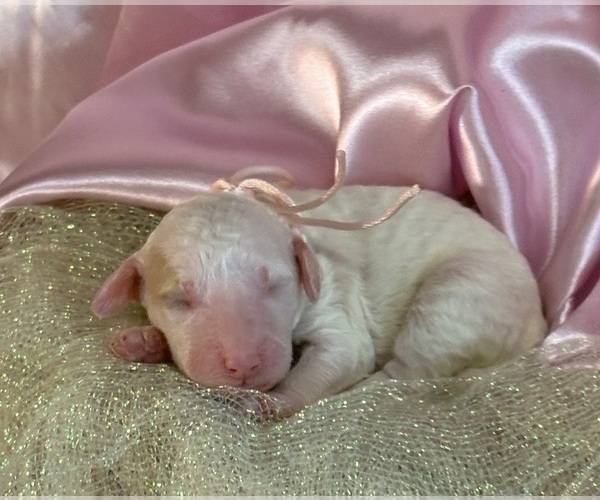 Medium Photo #4 Goldendoodle (Miniature) Puppy For Sale in SAINT MARYS, KS, USA