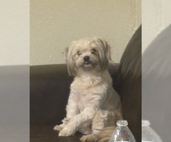 Medium Photo #2 Shih Tzu-Unknown Mix Puppy For Sale in Cranston, RI, USA