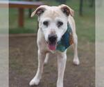 Small Labrador Retriever Mix