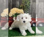 Small Coton de Tulear