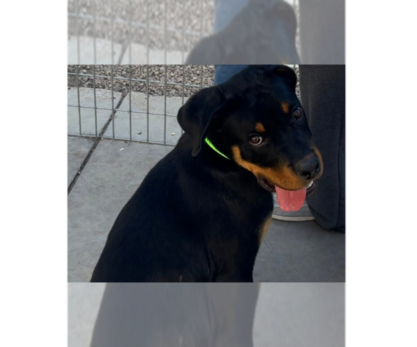 Medium Photo #7 Rottweiler Puppy For Sale in Gilbert, AZ, USA