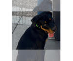 Small #6 Rottweiler