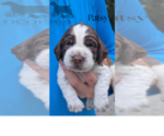 Puppy Patsy English Springer Spaniel
